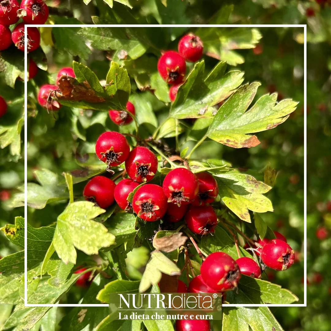 4 MACERATI GLICERICI biancospino crataegus