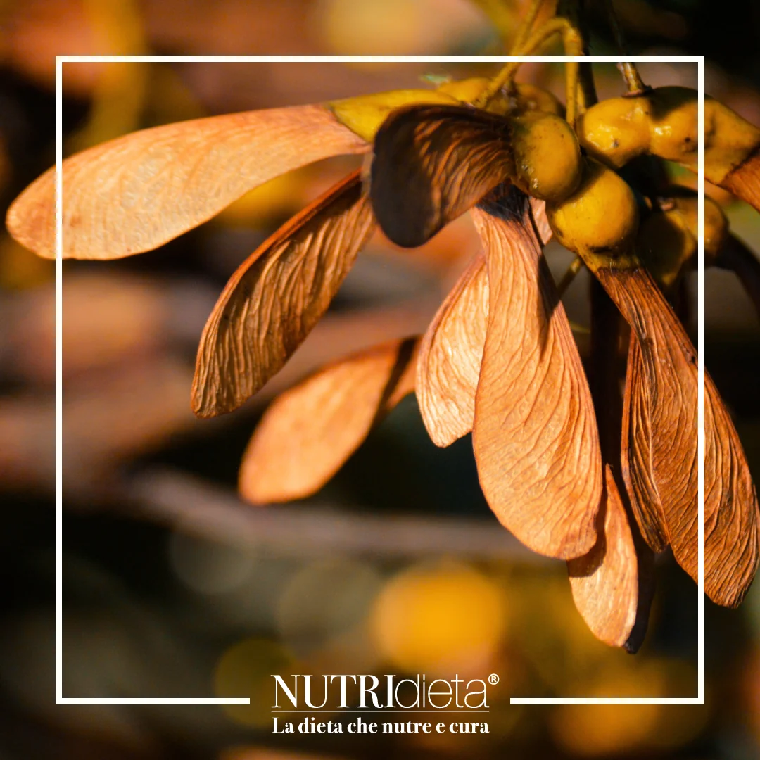 4 MACERATI GLICERICI acer campestris